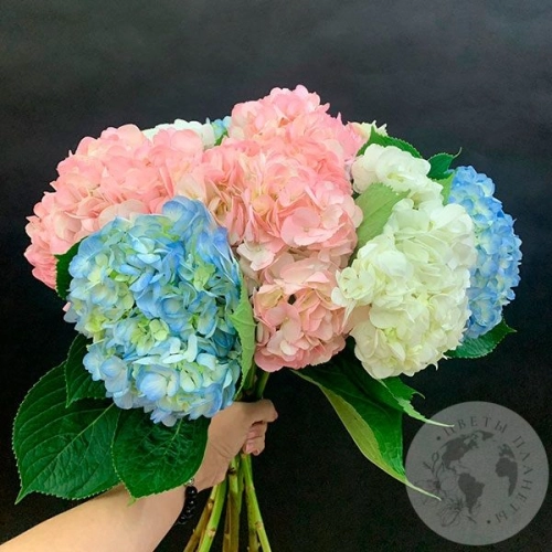 Гортензия микс 9 шт.