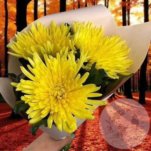 3 хризантемы желтых