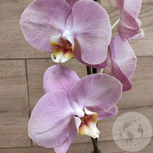 Орхидея светло-розовая в магазине Цветы Планеты