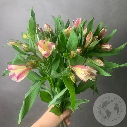 7 Альстромерий желто-розовых в магазине Цветы Планеты 7 Альстромерий желто-розовых