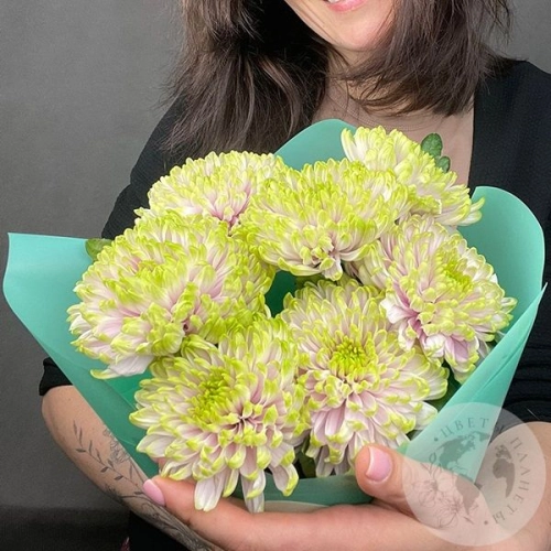 7 хризантем зеленых