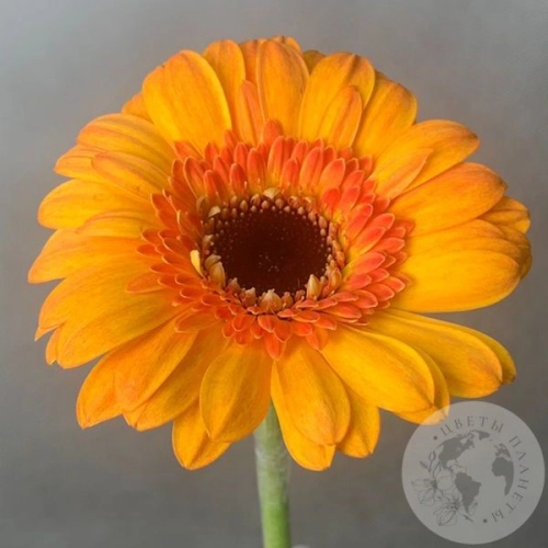 Гербера мини желтая в магазине Цветы Планеты Гербера мини желтая