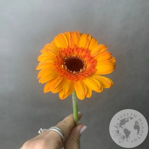 Гербера мини желтая в магазине Цветы Планеты Гербера мини желтая