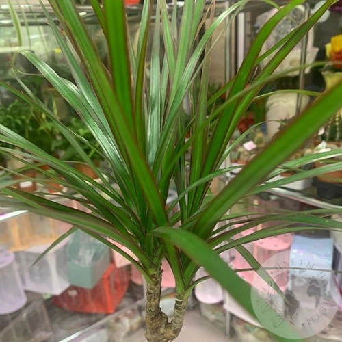 Драцена в магазине Цветы Планеты Драцена