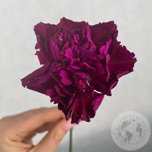 Гвоздика бордовая в магазине Цветы Планеты