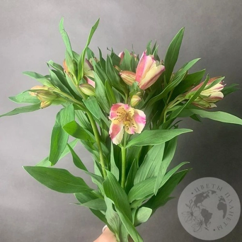 7 Альстромерий желто-розовых в магазине Цветы Планеты 7 Альстромерий желто-розовых