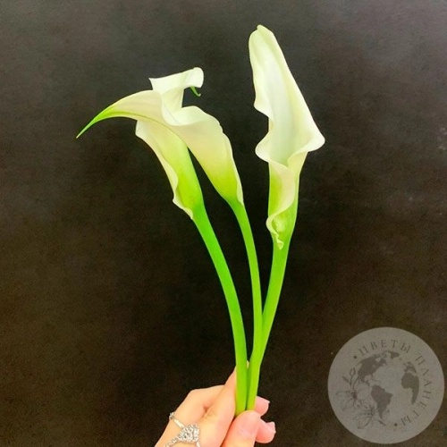 Каллы белые 3 шт.