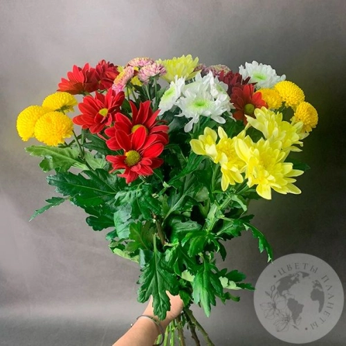 11 Хризантем кустовых MIX