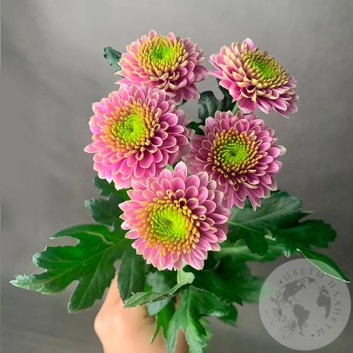 Хризантема кустовая розовая