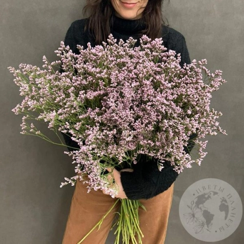 Лимониум 15 шт. в магазине Цветы Планеты