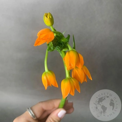 Орнитогалум оранжевый в магазине Цветы Планеты