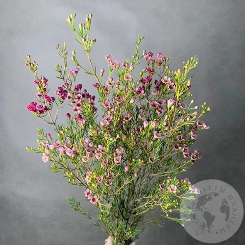 Хамелациум розовый 3 шт. в магазине Цветы Планеты