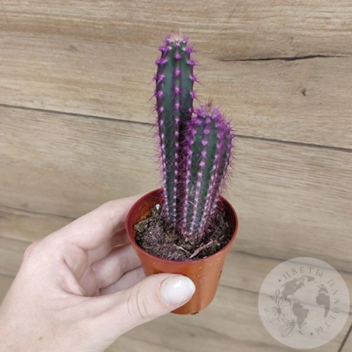 Кактус мини фиолетовый в магазине Цветы Планеты