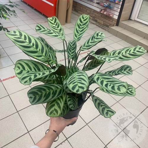 Калатея Макоя