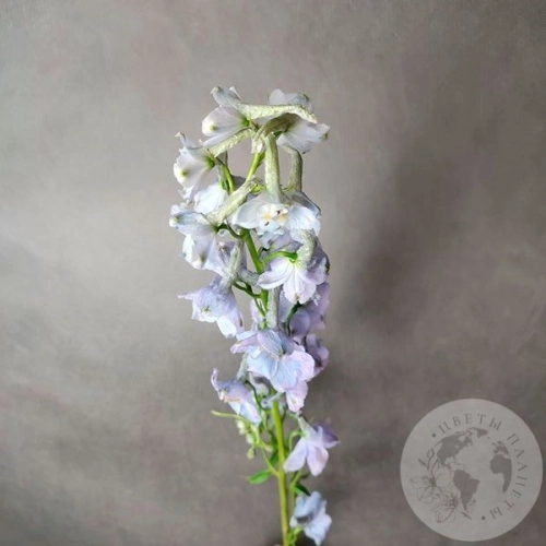 Дельфиниум Дельфиниум в магазине Цветы Планеты