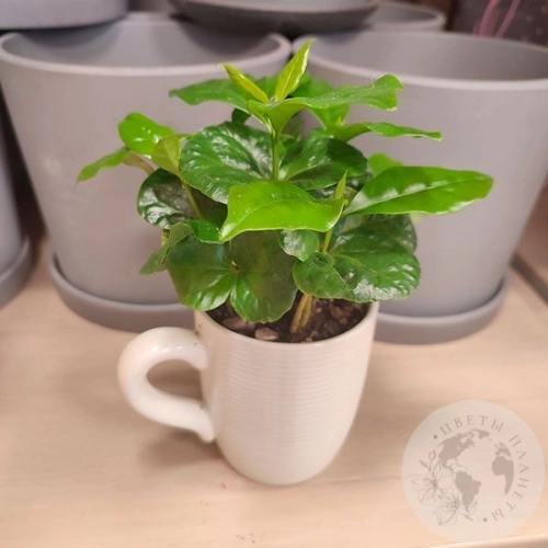 Кофе в магазине Цветы Планеты