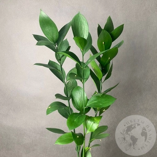 Рускус 3 шт. в магазине Цветы Планеты