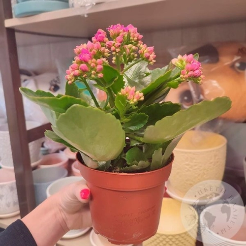 Каланхое в магазине Цветы Планеты