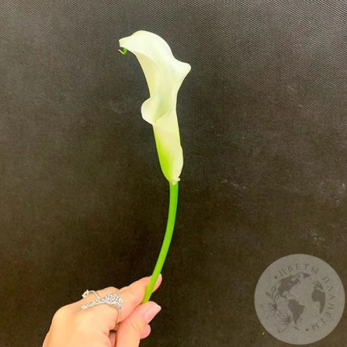 Каллы белые