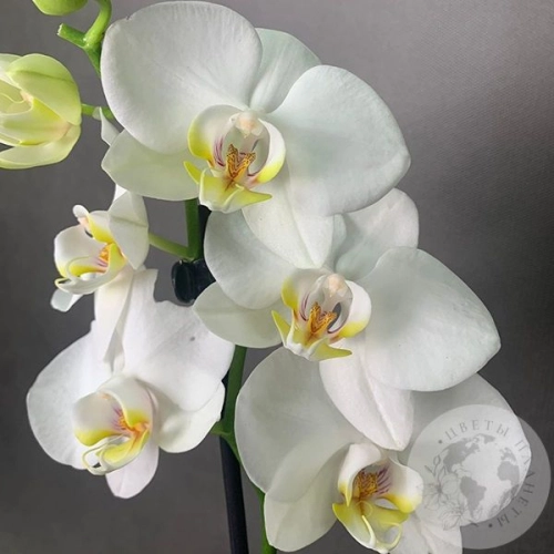 Орхидея белая