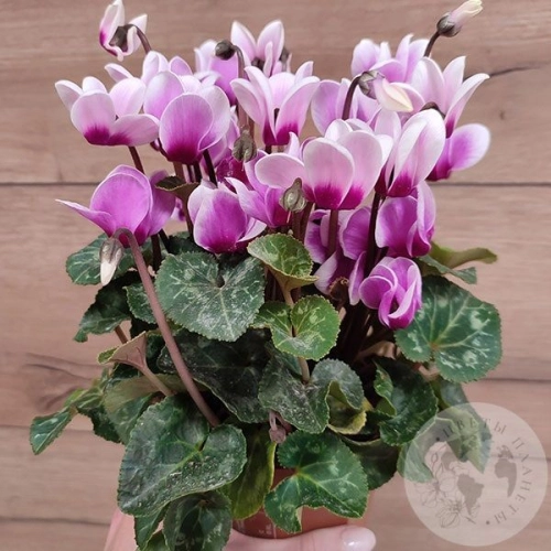 Цикламен в магазине Цветы Планеты