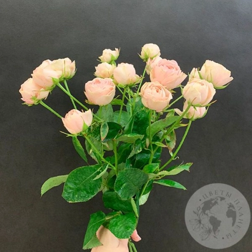 5 кустовых пионовидных роз 50 см. в магазине Цветы Планеты