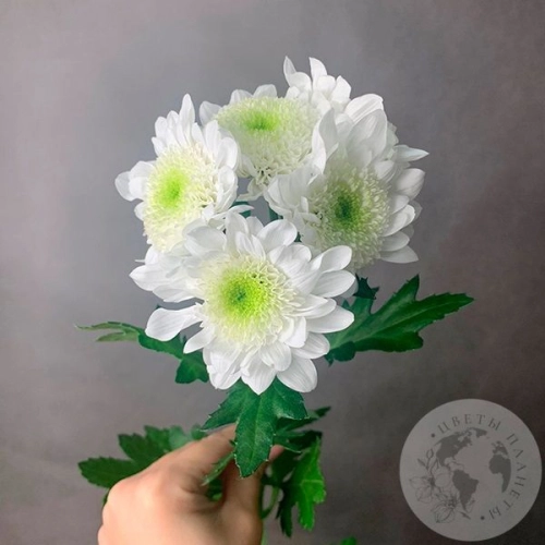 Хризантема кустовая бело-зеленая
