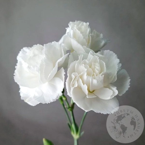 Гвоздика кустовая белая в магазине Цветы Планеты