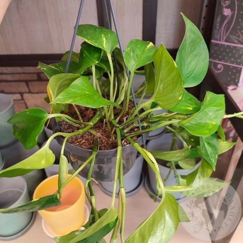 Эпипремнум в магазине Цветы Планеты