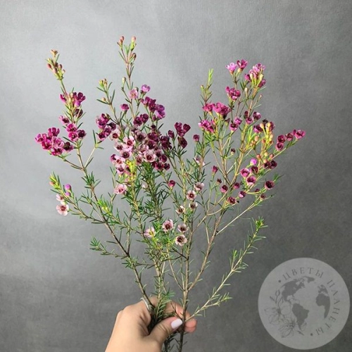 Хамелациум розовый в магазине Цветы Планеты