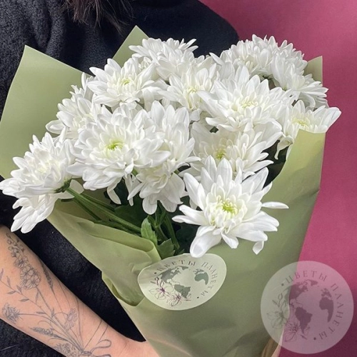 7 Хризантем кустовых белых
