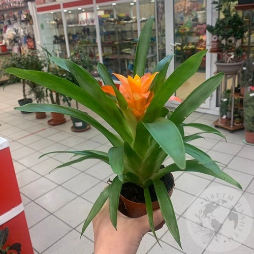 Гузмания домашняя в магазине Цветы Планеты