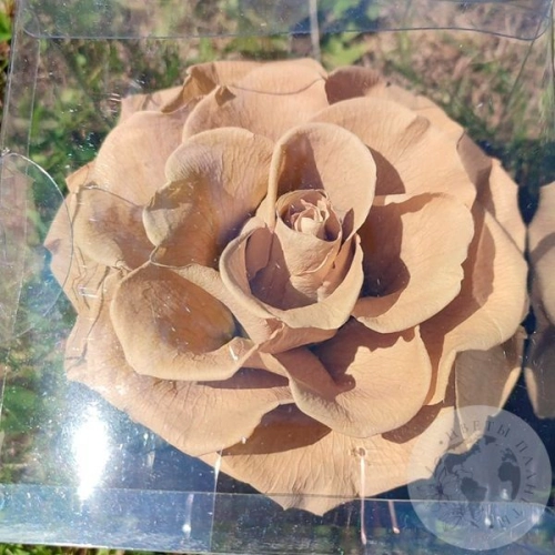Стабилизированная роза светло-коричневая в магазине Цветы Планеты