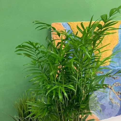 Хамедорея в магазине Цветы Планеты Хамедорея