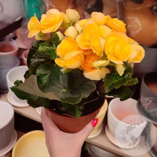 Бегония в магазине Цветы Планеты