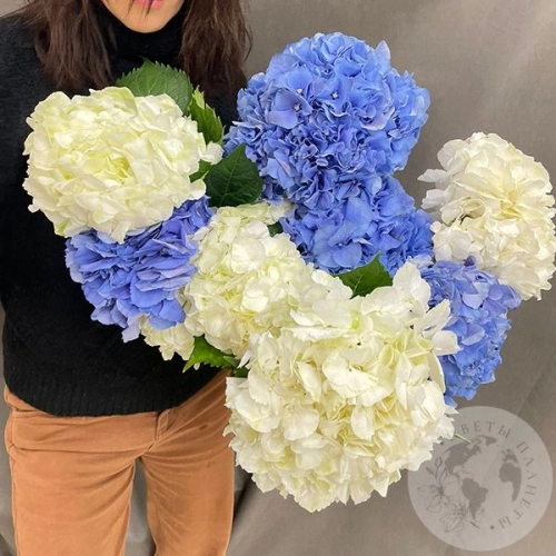 9 гортензий микс