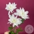 Хризантема кустовая белая