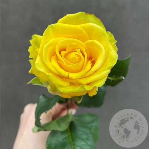 Роза желтая 50 см. Роза желтая 50 см. в магазине Цветы Планеты