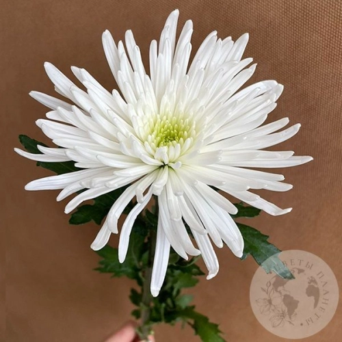 Хризантема белая Хризантема белая в магазине Цветы Планеты
