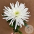 Хризантема белая Хризантема белая в магазине Цветы Планеты