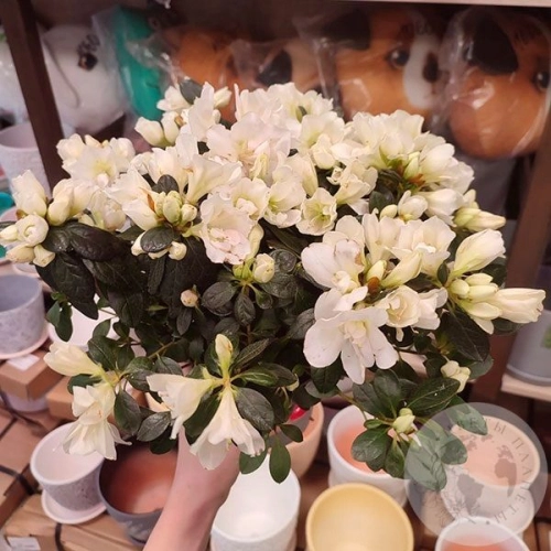 Азалия белая в магазине Цветы Планеты