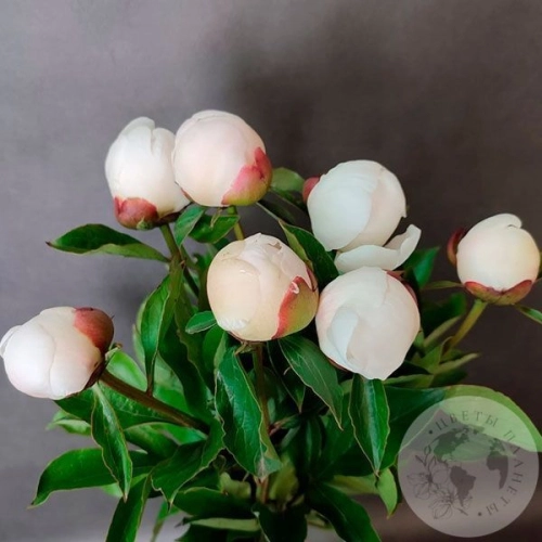 7 пионов белых российских в магазине Цветы Планеты