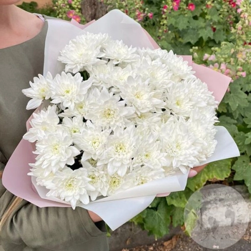15 белых кустовых хризантем