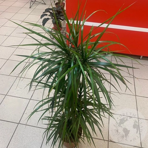 Драцена Маджента