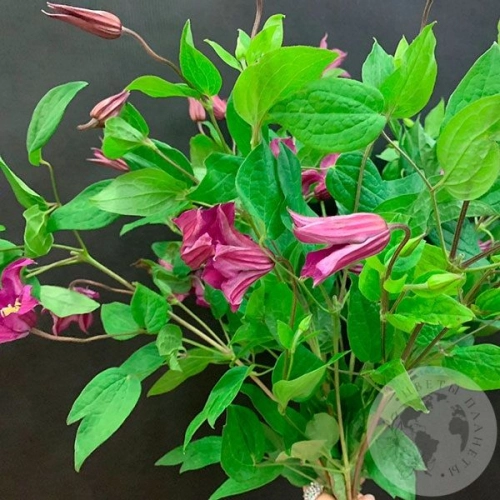 Клематис 9 шт. в магазине Цветы Планеты