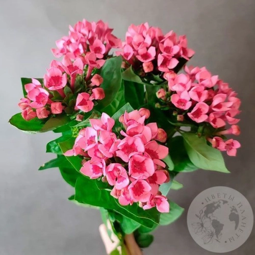 5 бувардий в магазине Цветы Планеты