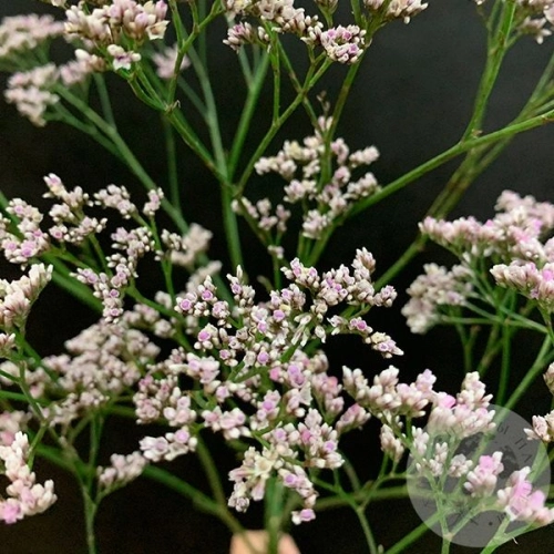 Лимониум розовый 3 шт. Лимониум розовый 3 шт. в магазине Цветы Планеты