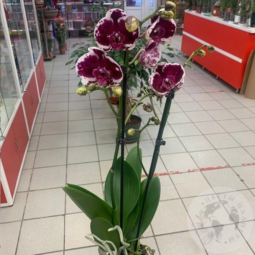 Орхидея комнатная бордово-белая