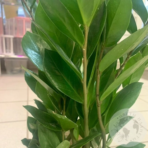 Замиокулькас