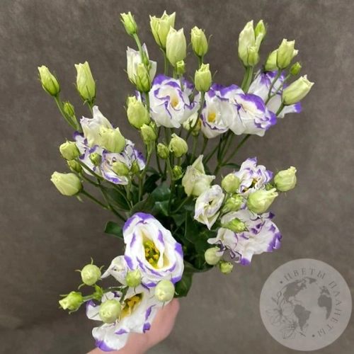 Эустома бело-фиолетовая 3 шт.